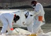 6 leaking tanks are Hanford nuke site's latest woe