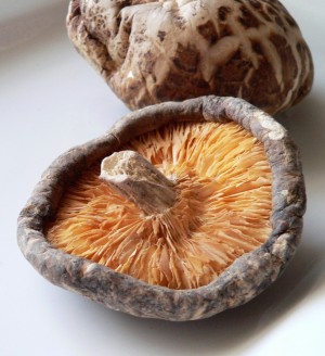 Herbal Healer: What is shiitake?