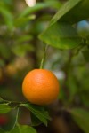 Indiana tropics: Creating an indoor citrus garden