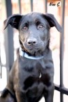 Pets of the week