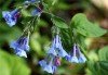 Define 'shade' before planting a shade garden