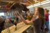 Roosters strut and crow at Porter County Fair