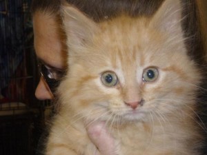 Pets of the week