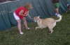 Fairest of the four-legged