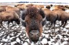 Buffalo still roam in Union Township