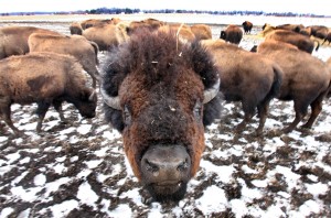 Buffalo still roam in Union Township