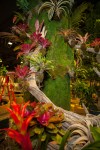 Macy's Tree and Plants