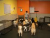 Dogtopia