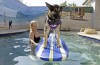 Boarding a pet isn't limited to kennels anymore