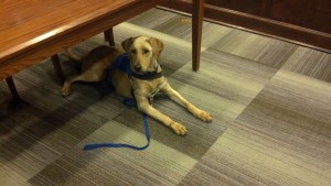 K-9 comfort on the way for Porter County courts