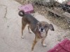 Pets of the week