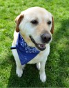 Pets of the week
