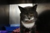 Pets of the week