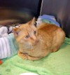 Pets of the week