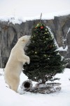 Holiday treats at Brookfield Zoo