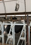The drought's domino effect may eventually decrease dairy production
