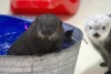 Rescued sea otter makes debut at Shedd Aquarium
