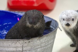 Rescued sea otter makes debut at Shedd Aquarium