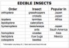 Insects: Could they be your next meal?
