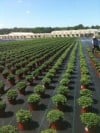 Alsip Home & Nursery
