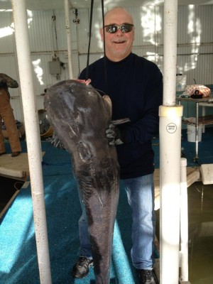 Catfish Photos