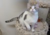 Pets of the week