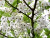 Herbal Healer: What is benzoin?