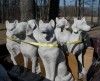 Kids Power dog tour supports animal shelter