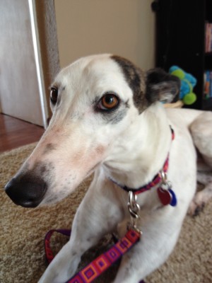 Pets of the week
