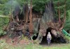 Group kicks off planting of ancient tree clones