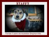 Pets of the week