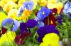 Cool-season landscape begins with pansies and their pals