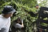 Cops pull 5,000 marijuana plants