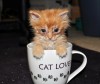 As pets, runts can be the star of the litter