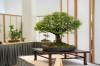 Living art: Bonsai teaches lifelong lessons
