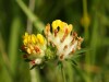 Herbal Healer: What is kidney vetch?