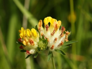 Herbal Healer: What is kidney vetch?