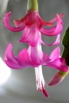 Cacti provide seasonal blooms