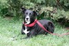 Lake County Animal Control Shelter
