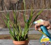 Plant Rx: Wash well behind the leaves