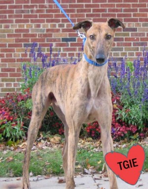 Pets of the week
