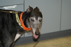 Pets of the week
