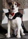 'The Artist' dog honored at Golden Collar Awards