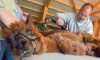 More Illinois farmers raising alpacas