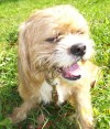 Pets of the week