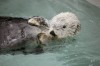 1 of last 2 Exxon Valdez-rescued sea otters dies