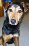 Pets of the week