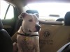 Valparaiso dog featured on Chicago TV