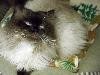 Pets of the week