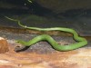 Endangered snake gets bridge over habitat